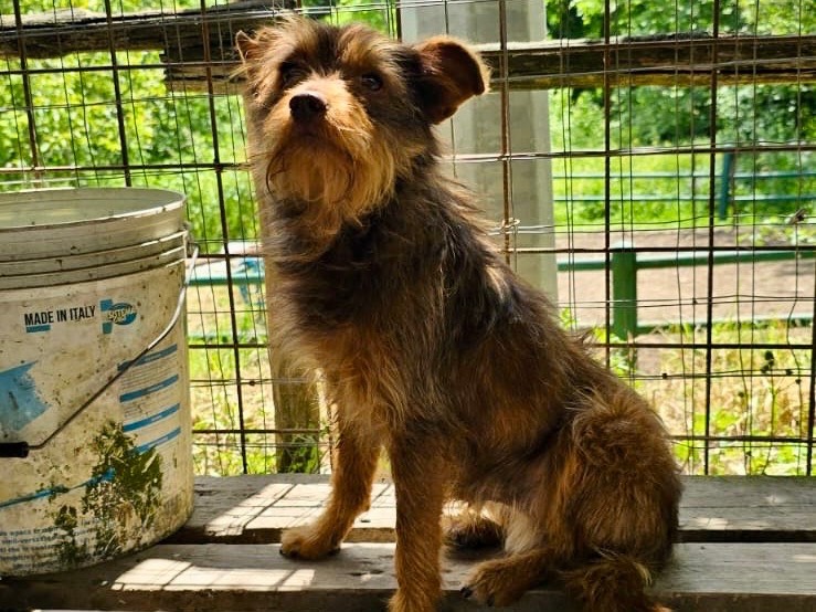 Adozione cane, maschio, Razza sconosciuta Razza sconosciuta, 3 anni e 2 mesi, taglia piccola, Avellino