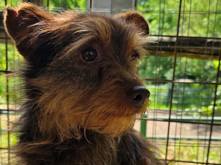 Adotta un cane, maschio, 3 anni e 2 mesi, Avellino