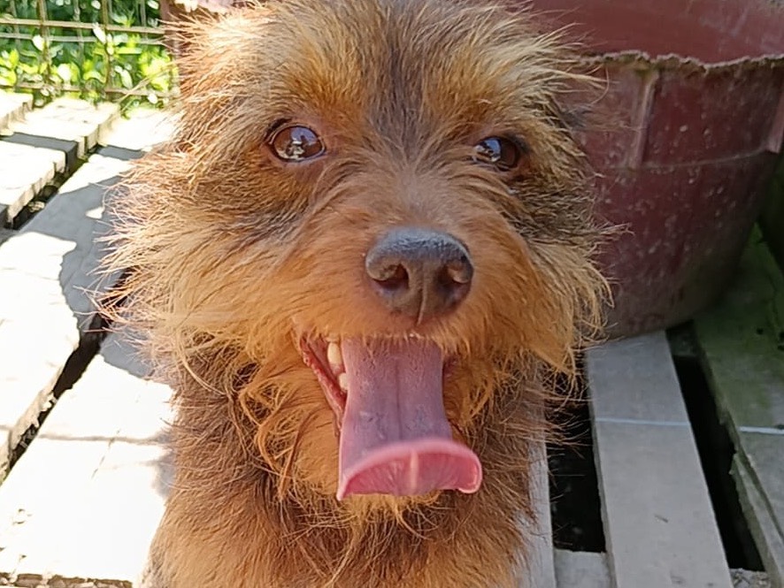 Adotta un cane, taglia piccola, maschio, Avellino