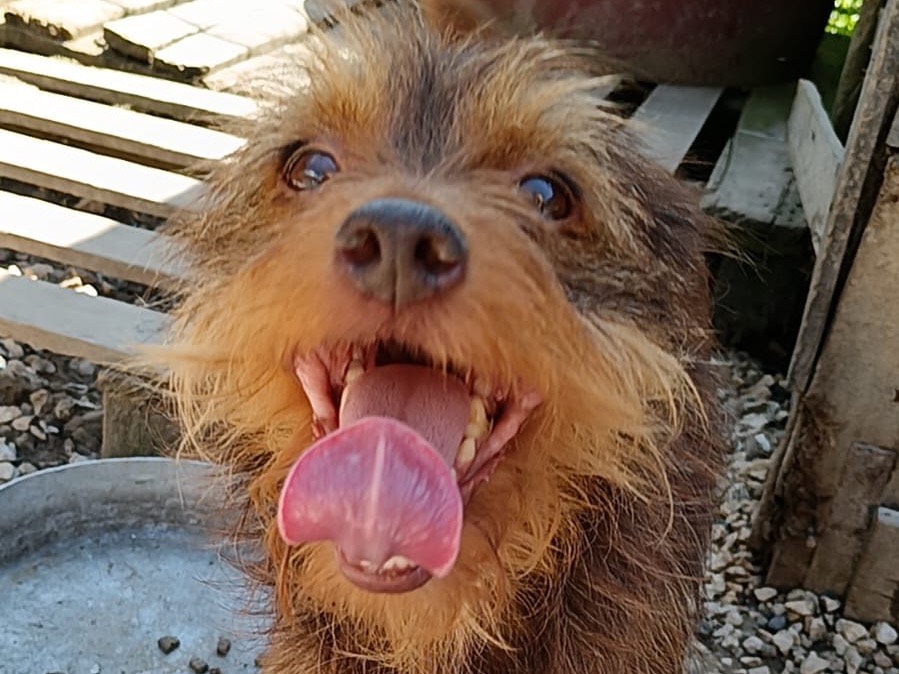 Vuoi adottare un cane a Avellino?