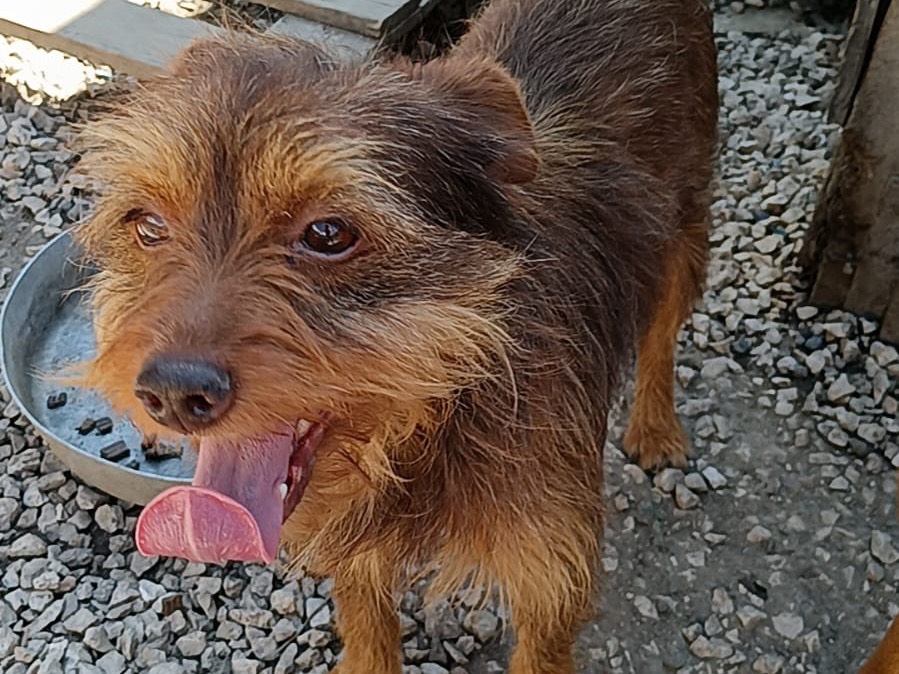 Adotta il cane Speedy a Avellino