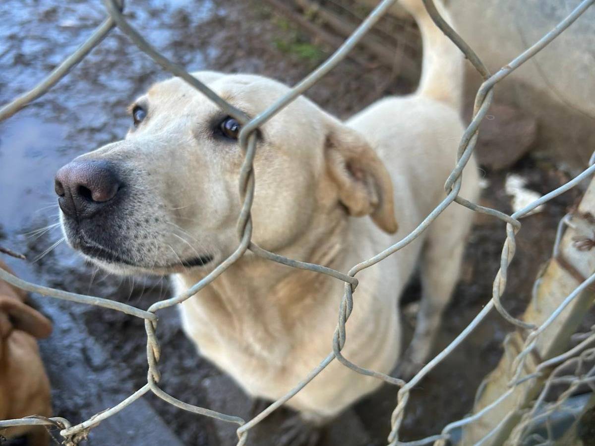 Adotta un cane, femmina, 4 anni e 8 mesi, Catanzaro