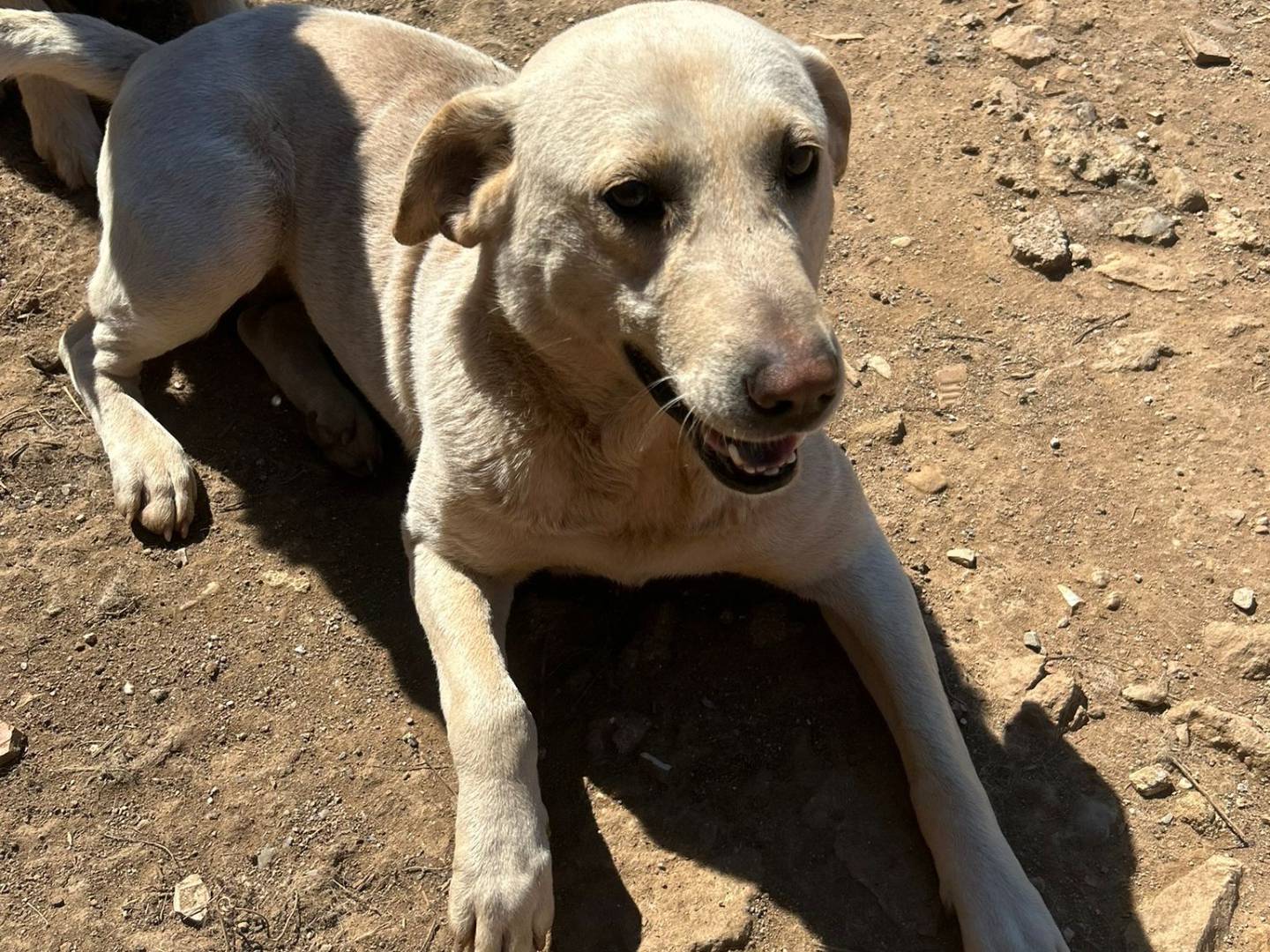 Adotta un cane, taglia media, femmina, Catanzaro
