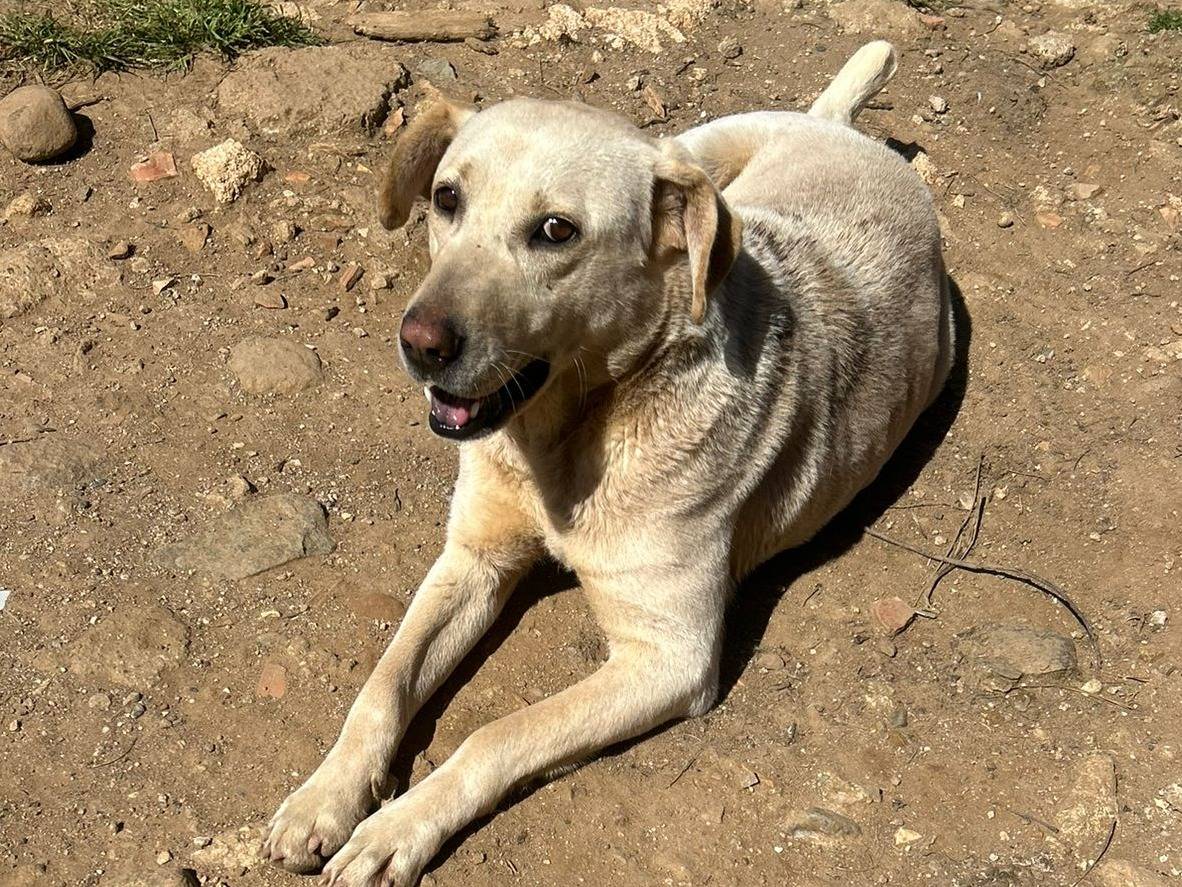 Foto 3 dell'animale