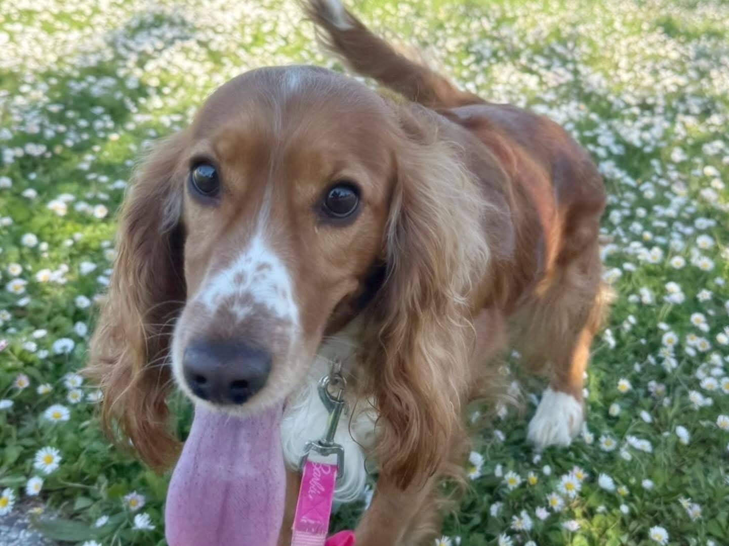 Adozione cane, femmina, Cocker Spaniel Razza sconosciuta, 2 anni e 5 mesi, taglia piccola, Teramo