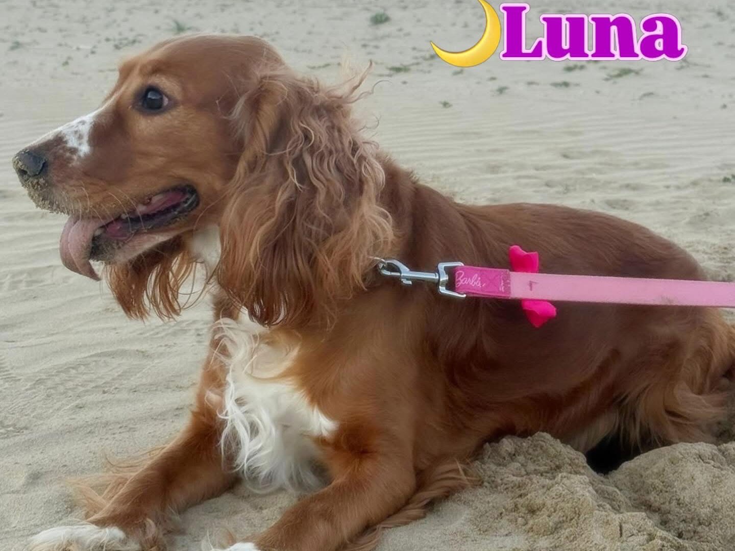 Adotta un cane, femmina, 2 anni e 5 mesi, Teramo