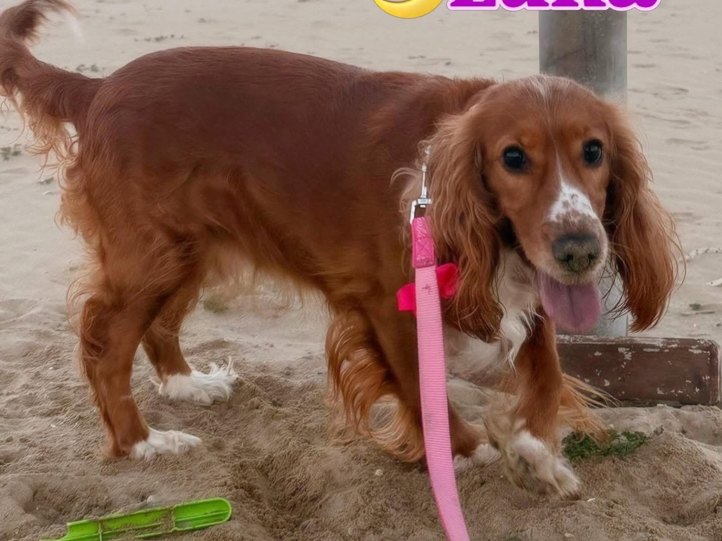 Adotta un cane, taglia piccola, femmina, Teramo