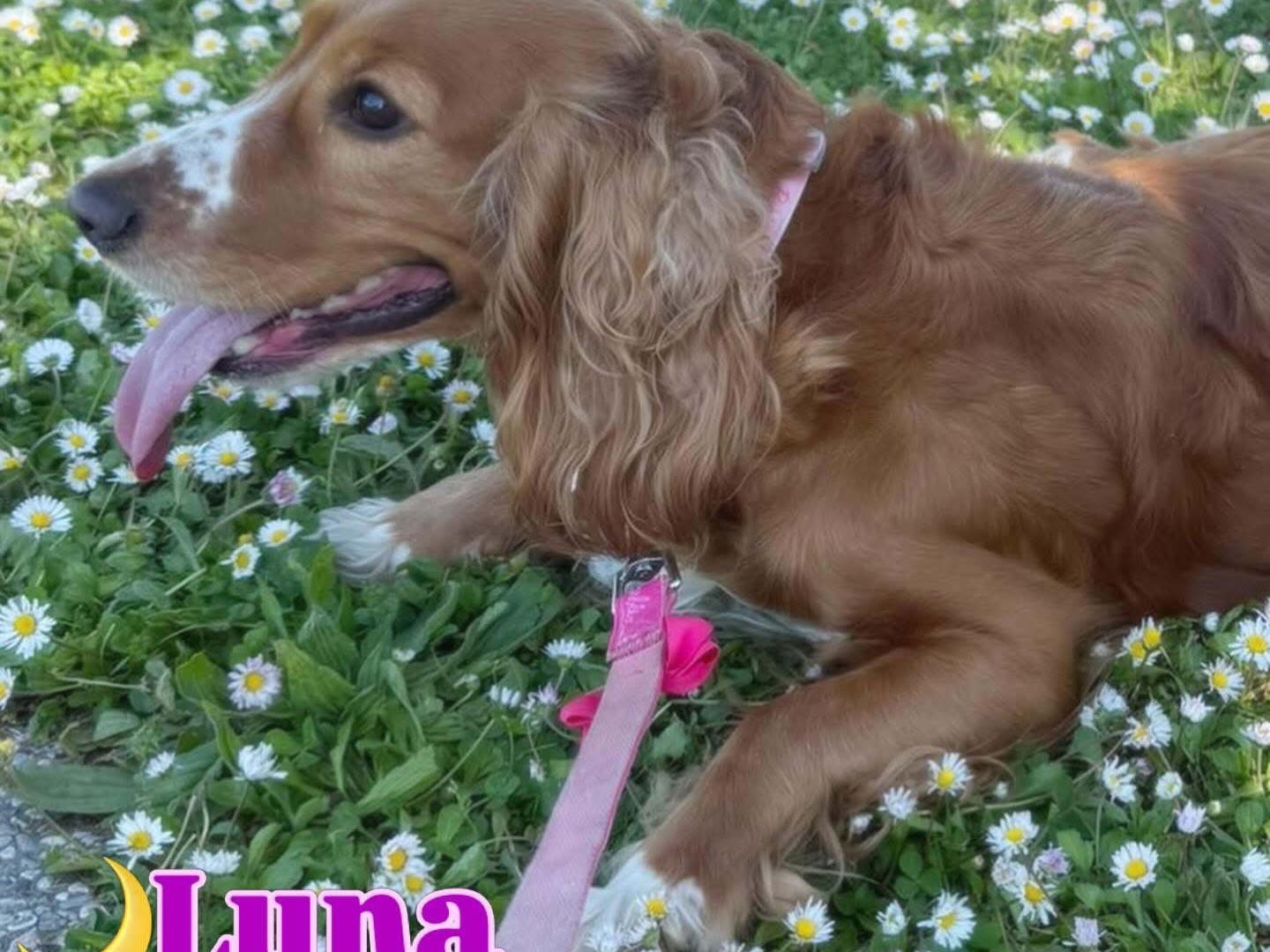 Vuoi adottare un cane a Teramo?