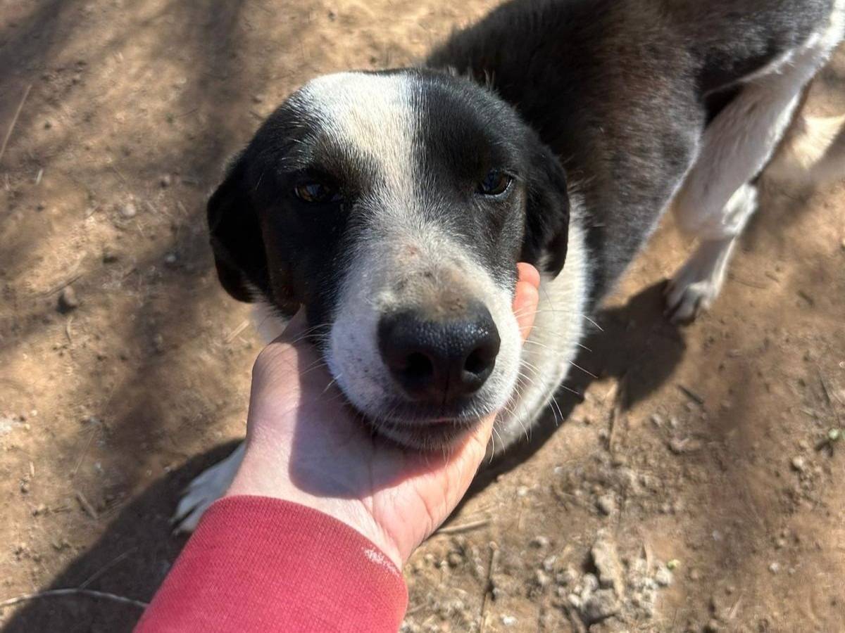 Adozione cane, maschio, Razza sconosciuta Razza sconosciuta, 4 anni e 1 mese, taglia media contenuta, Catanzaro