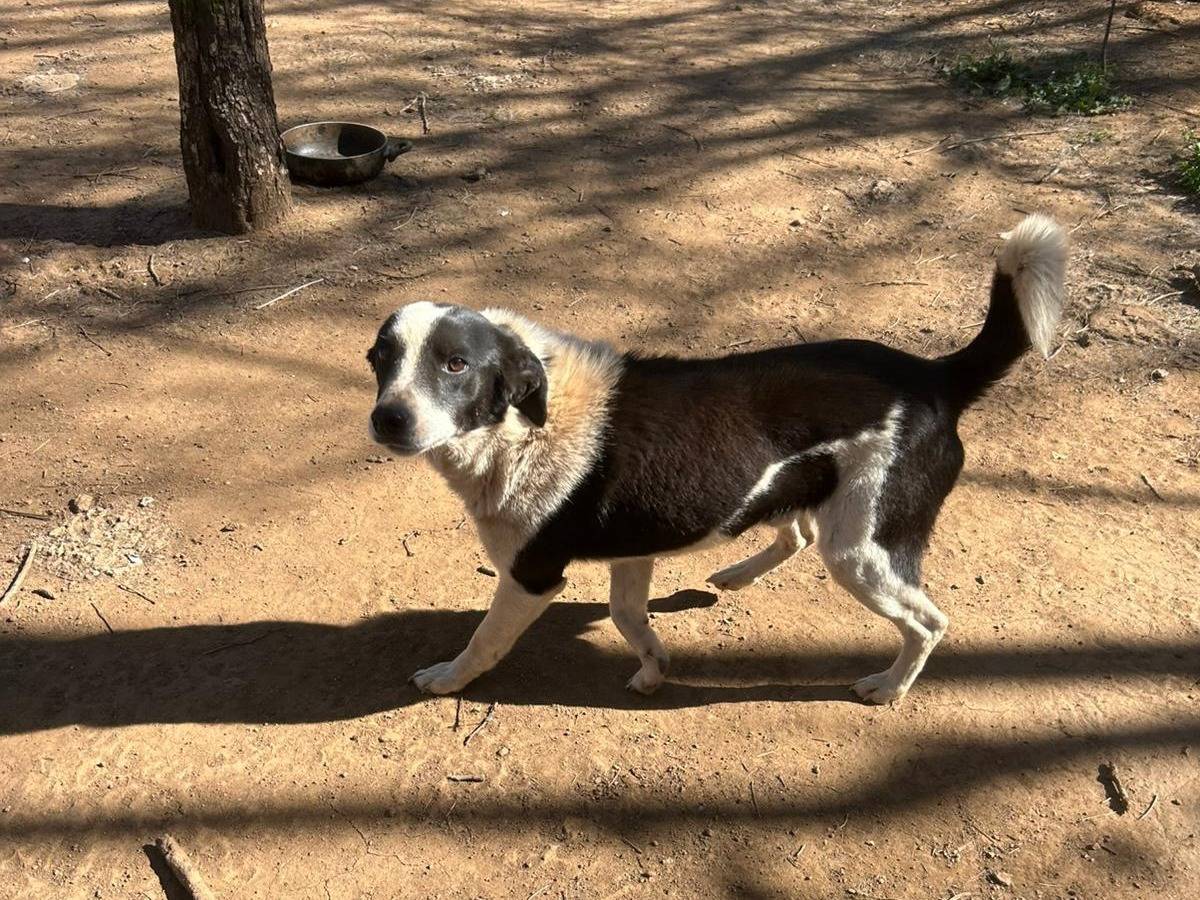 Adotta un cane, maschio, 4 anni e 1 mese, Catanzaro
