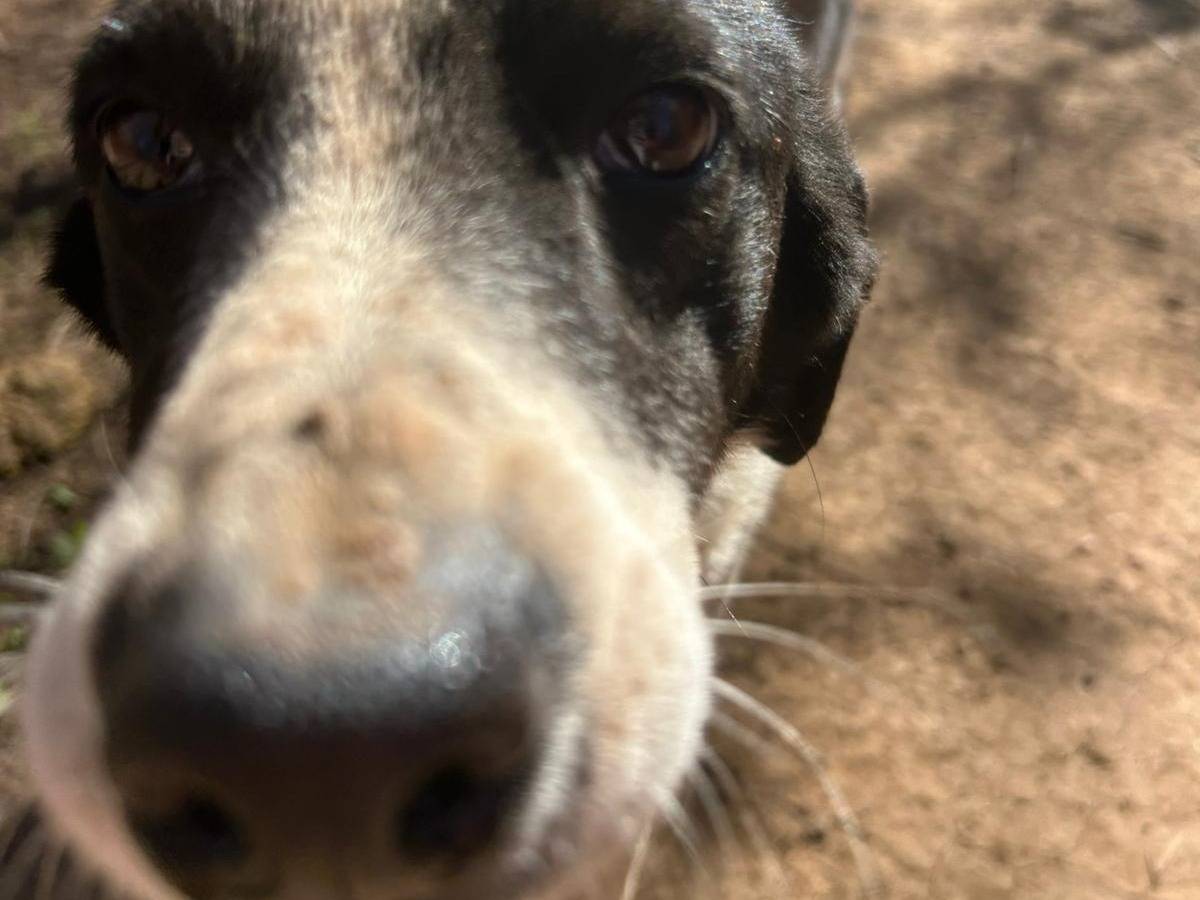 Adotta un cane, taglia media contenuta, maschio, Catanzaro