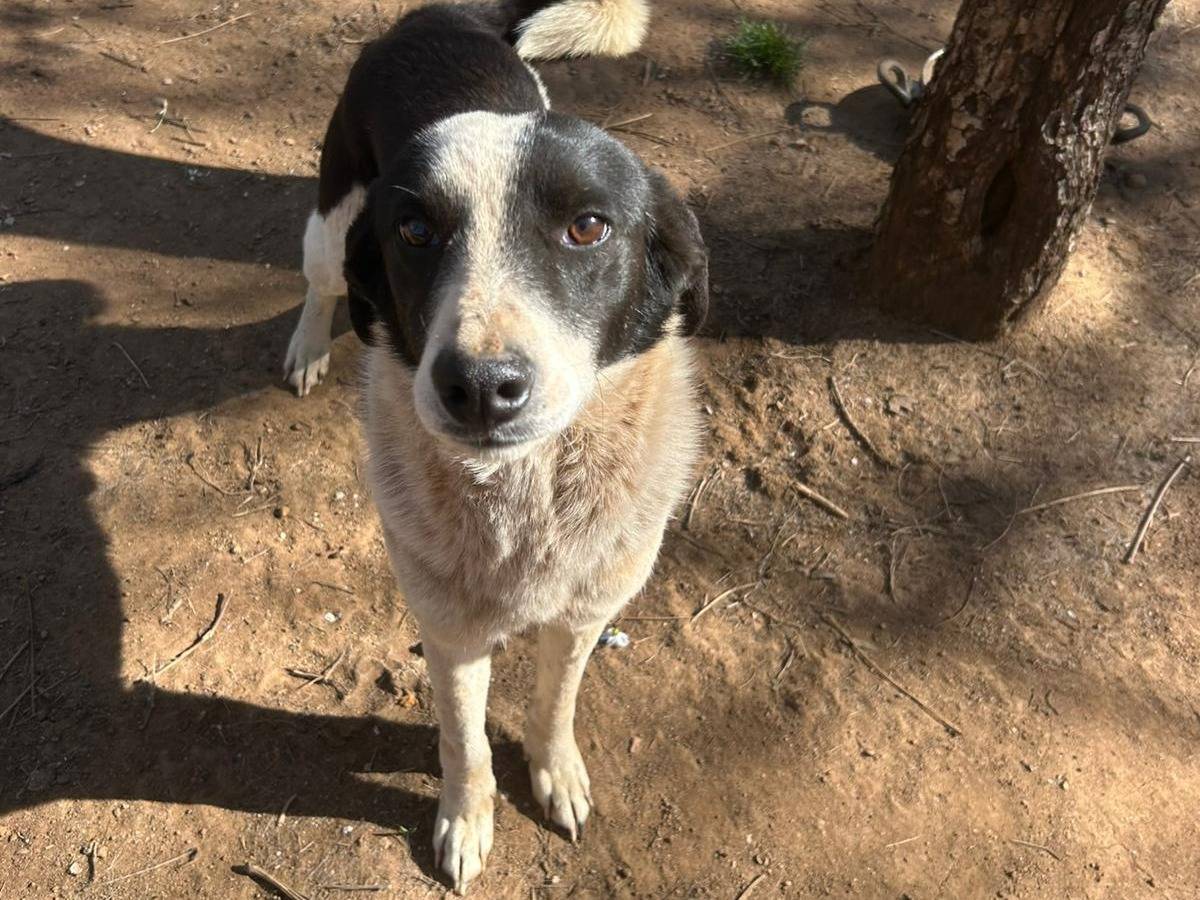 Vuoi adottare un cane a Catanzaro?