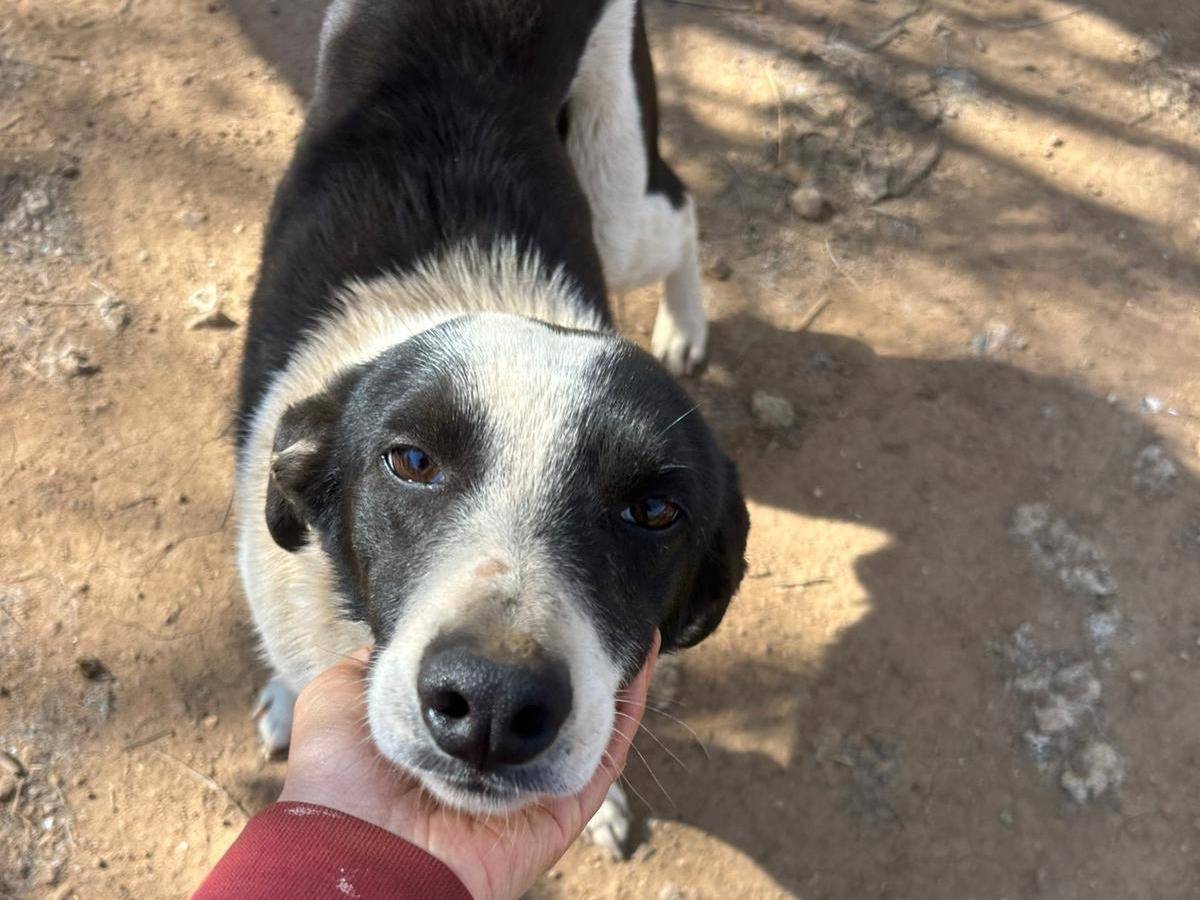 Adotta il cane Leon a Catanzaro
