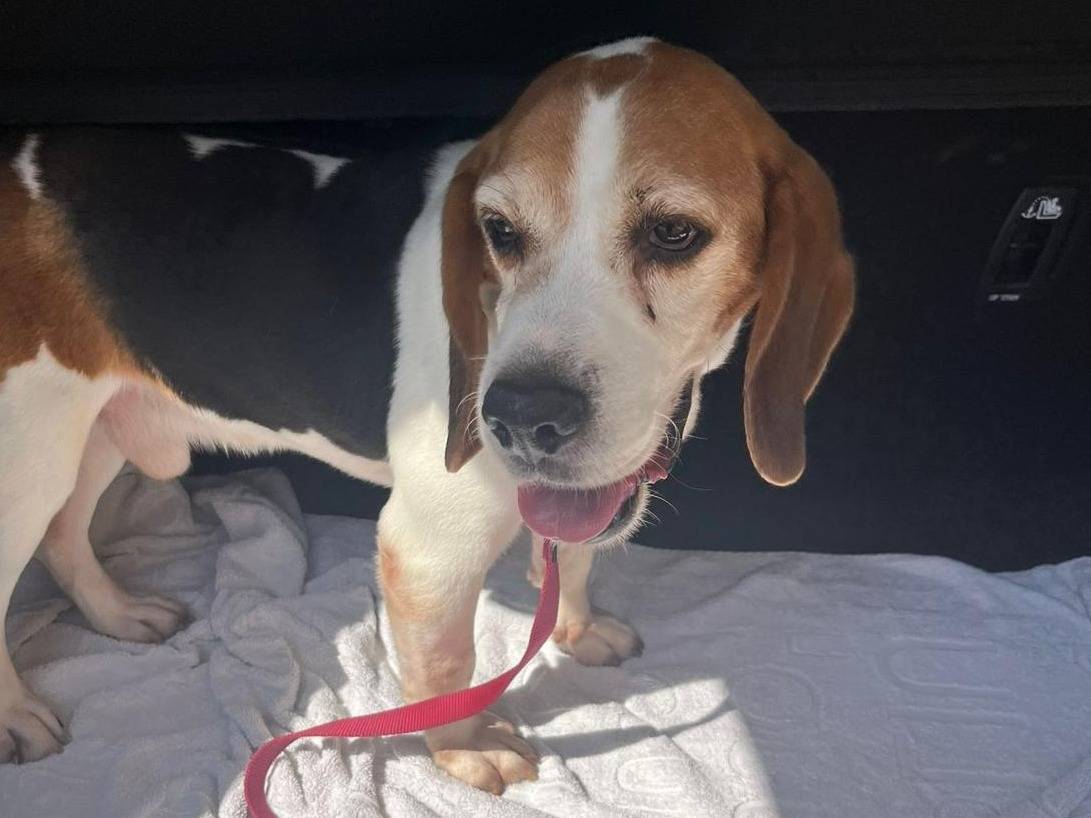 Adozione cane, maschio, Beagle  Razza sconosciuta, 13 anni e 3 mesi, taglia media contenuta, Milano