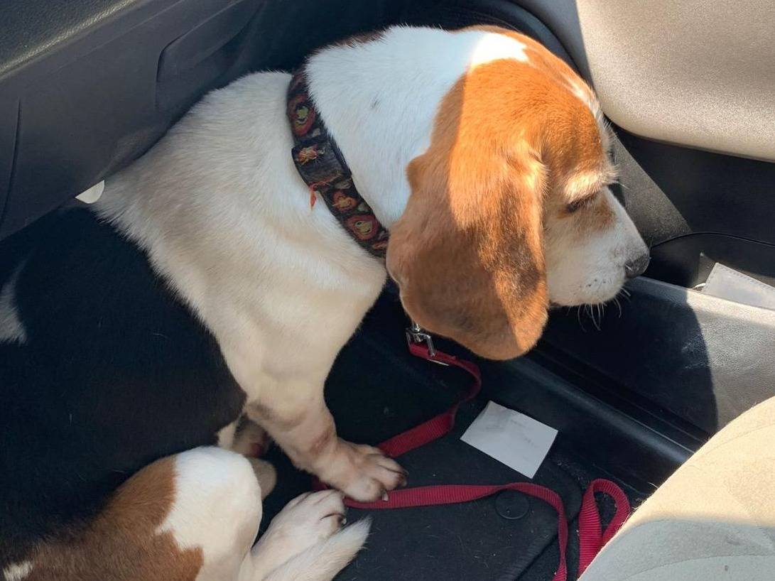 Adotta un cane, maschio, 13 anni e 3 mesi, Milano