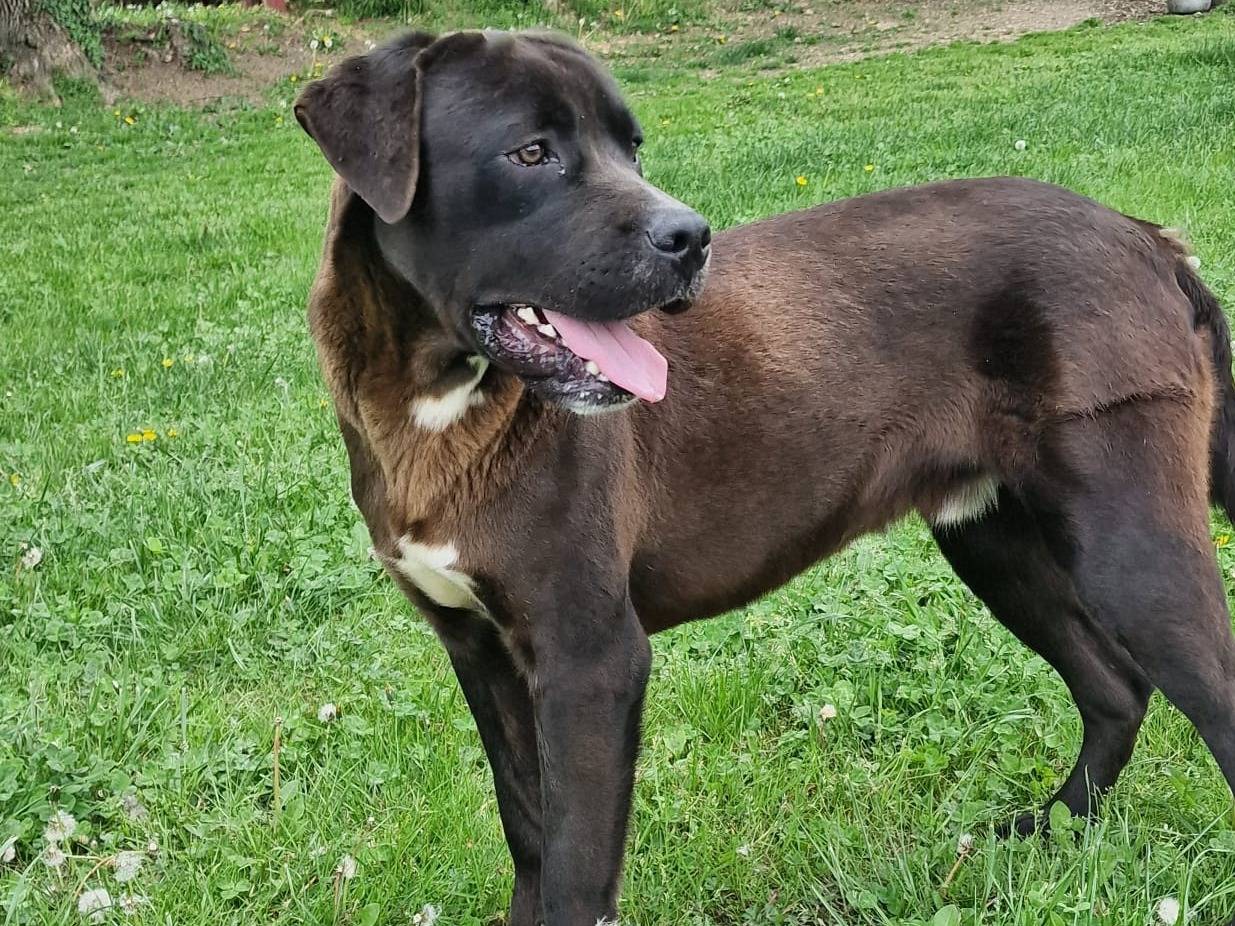 Adozione cane, maschio, Razza sconosciuta Razza sconosciuta, 1 anno e 6 mesi, taglia media, Biella