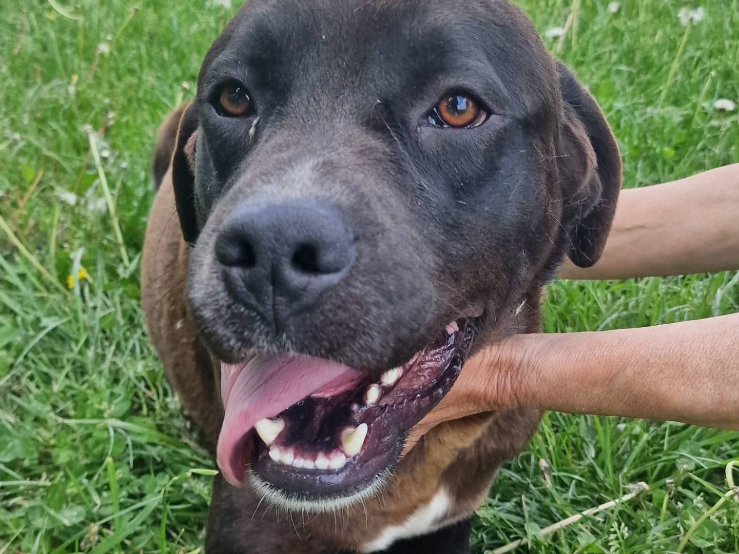 Adotta un cane, maschio, 1 anno e 6 mesi, Biella