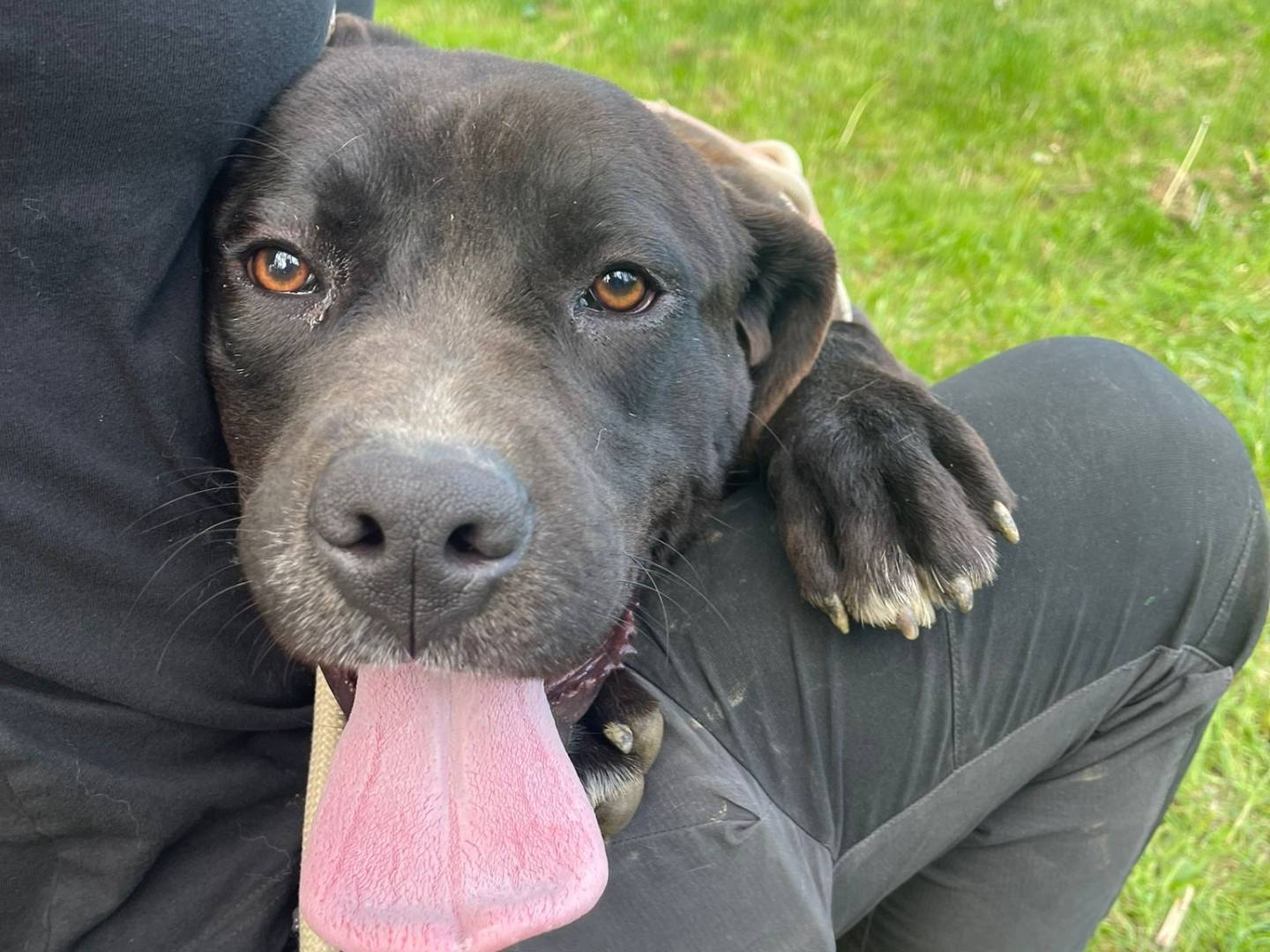 Adotta un cane, taglia media, maschio, Biella