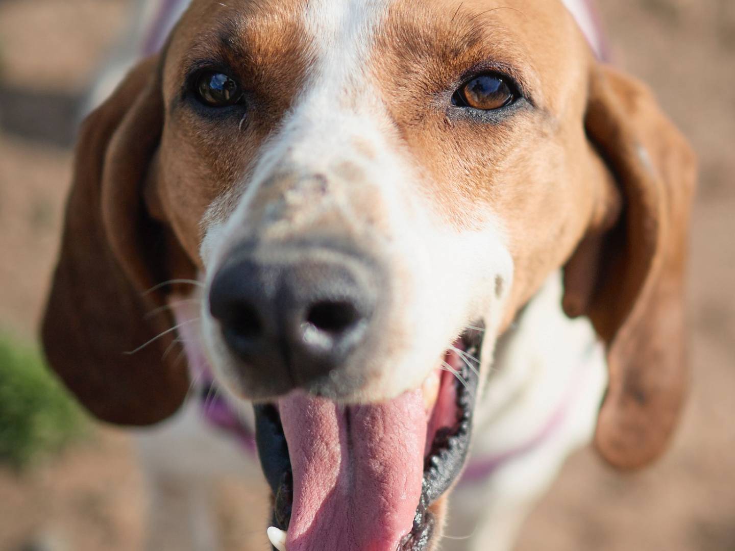 Adozione cane, maschio, Segugio Razza sconosciuta, 4 anni e 3 mesi, taglia media contenuta, Milano