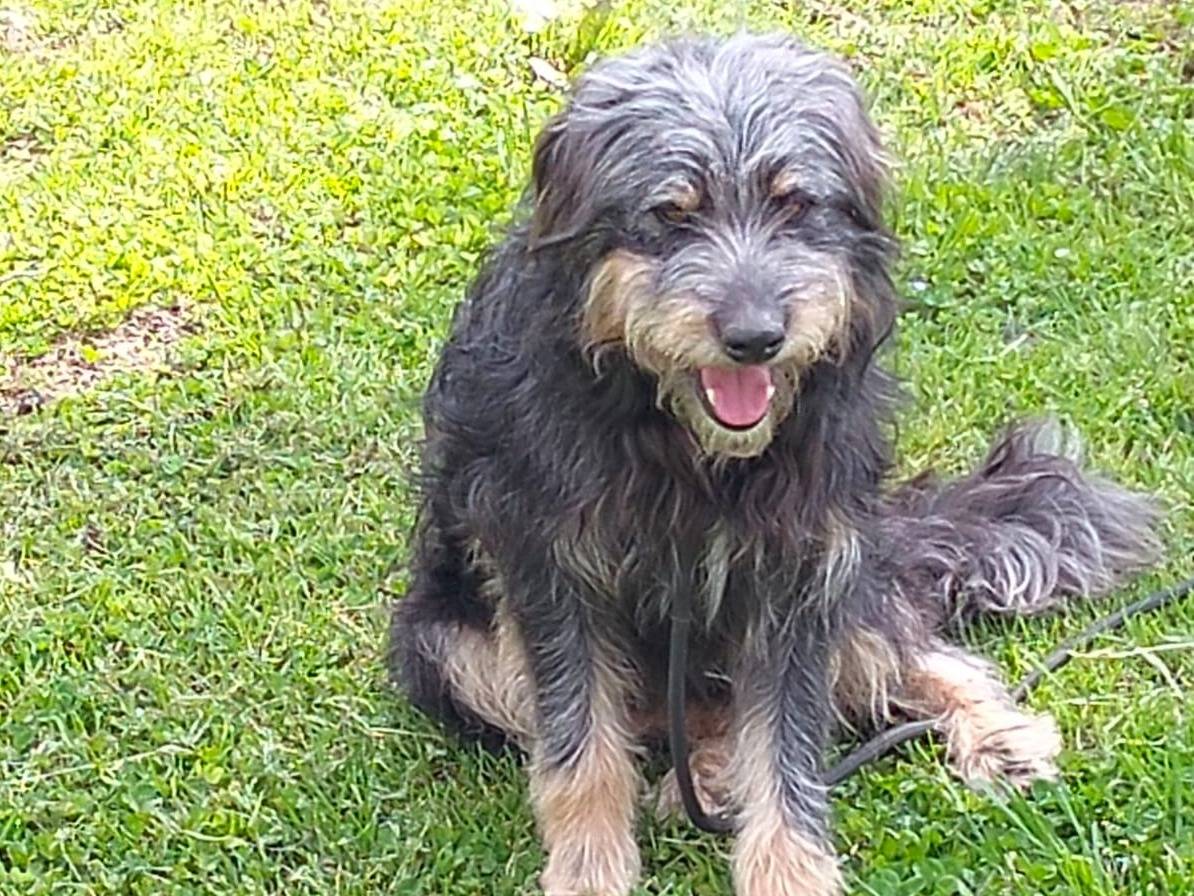 Adozione cane, maschio, Spinone Razza sconosciuta, 1 anno e 10 mesi, taglia media contenuta, Caserta