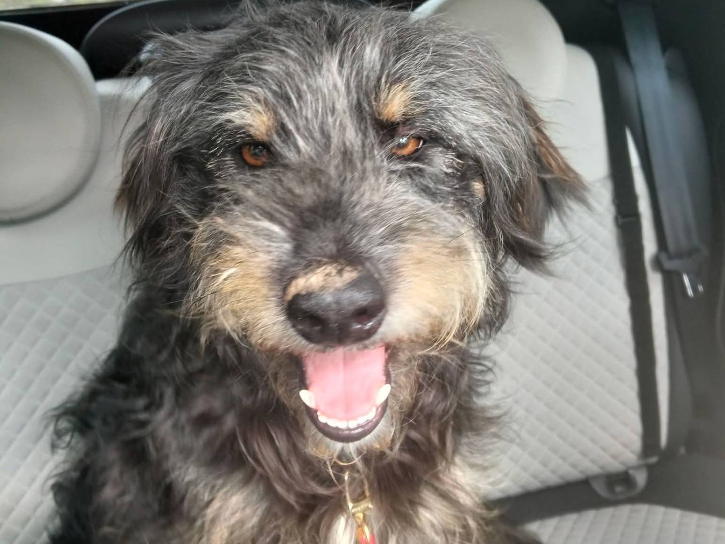 Adotta un cane, maschio, 1 anno e 10 mesi, Caserta