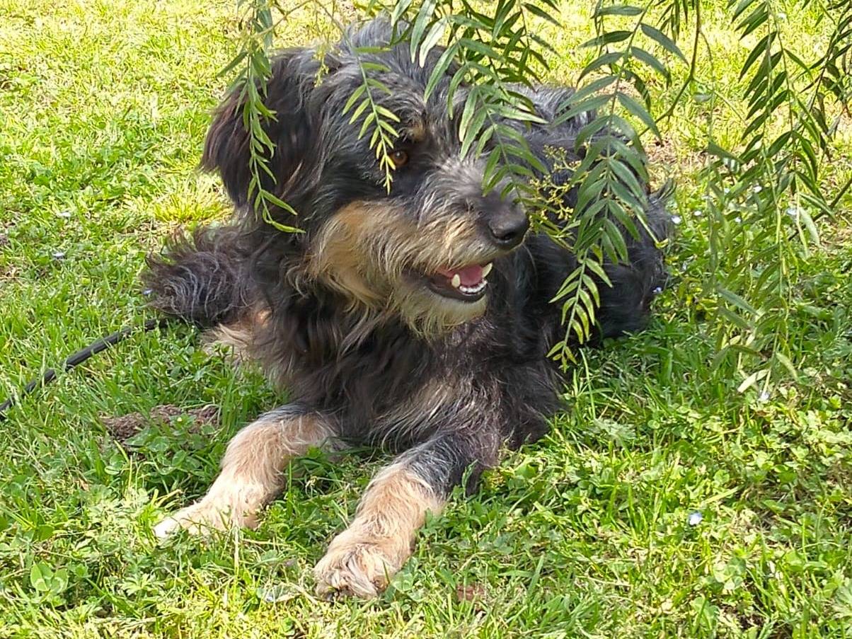 Adotta un cane, taglia media contenuta, maschio, Caserta