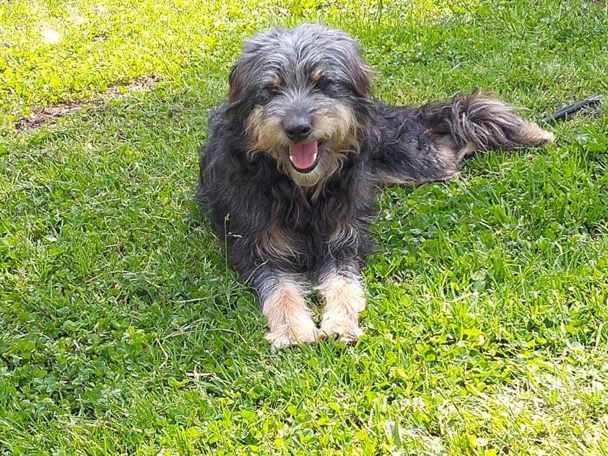 Vuoi adottare un cane a Caserta?