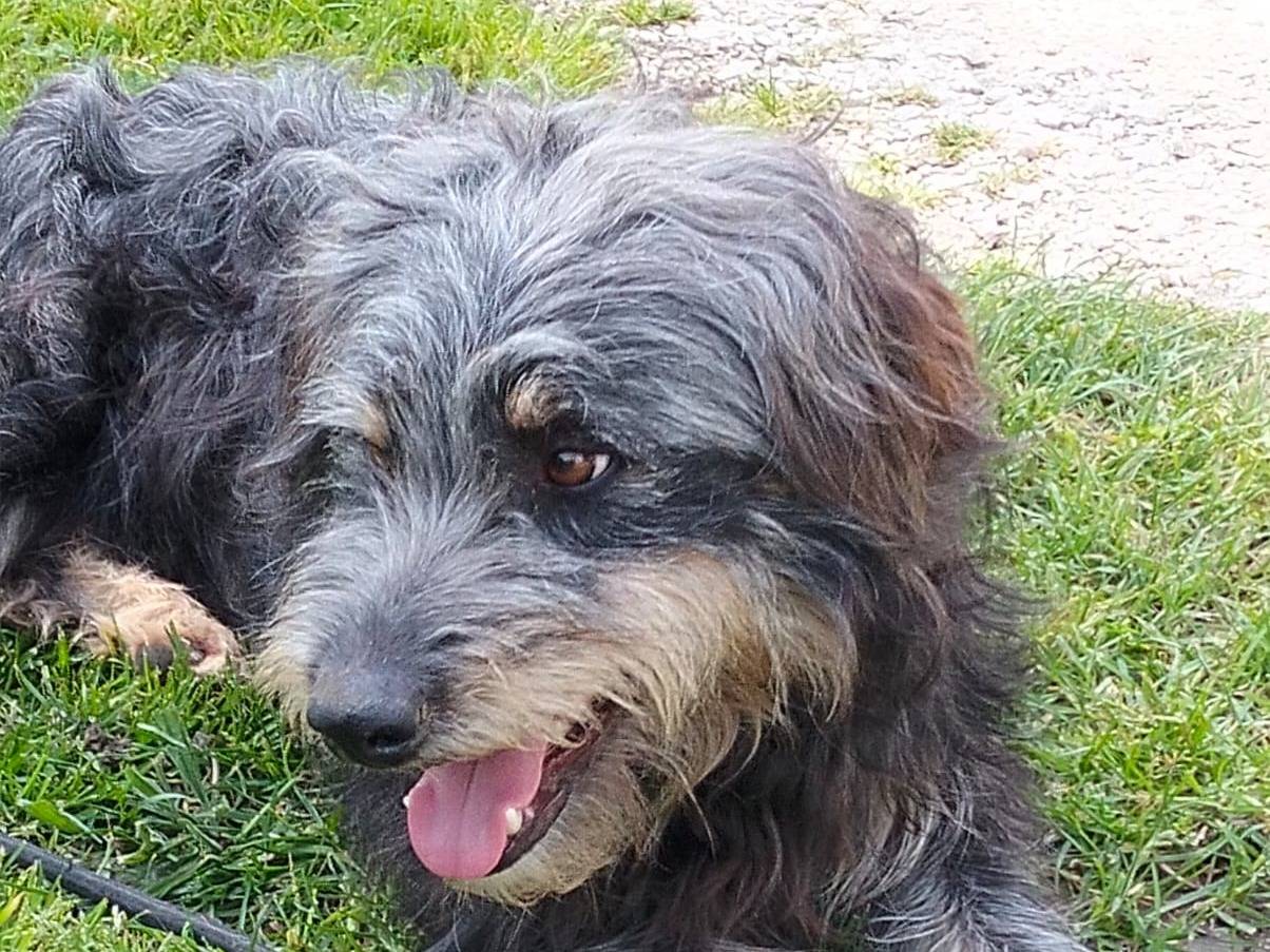 Adotta il cane Benny a Caserta