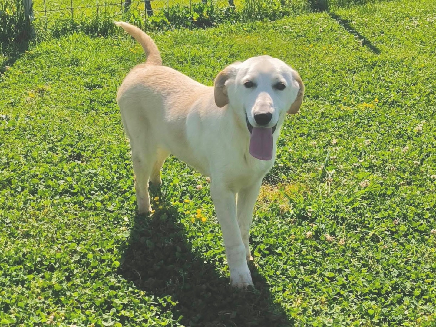 Adozione cane, femmina, Razza sconosciuta Razza sconosciuta, 8 mesi, taglia media, Cosenza