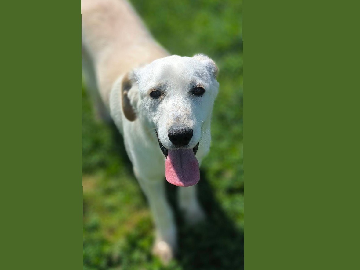 Adotta un cane, femmina, 8 mesi, Cosenza