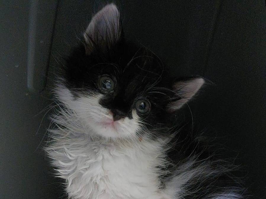 Adozione gatto, maschio, Razza sconosciuta Razza sconosciuta, 1 mesi, taglia non valida, Modena