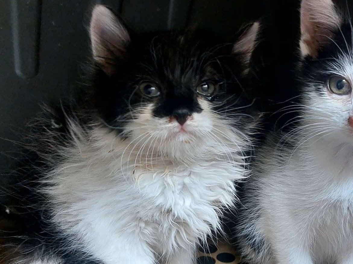 Adotta un gatto, maschio, 1 mesi, Modena