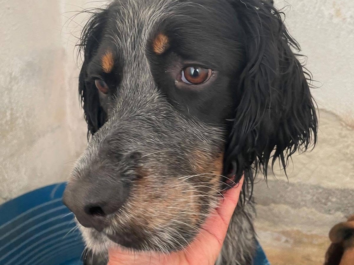 Adozione cane, maschio, Setter Inglese Razza sconosciuta, 1 anno e 8 mesi, taglia media contenuta, Caserta