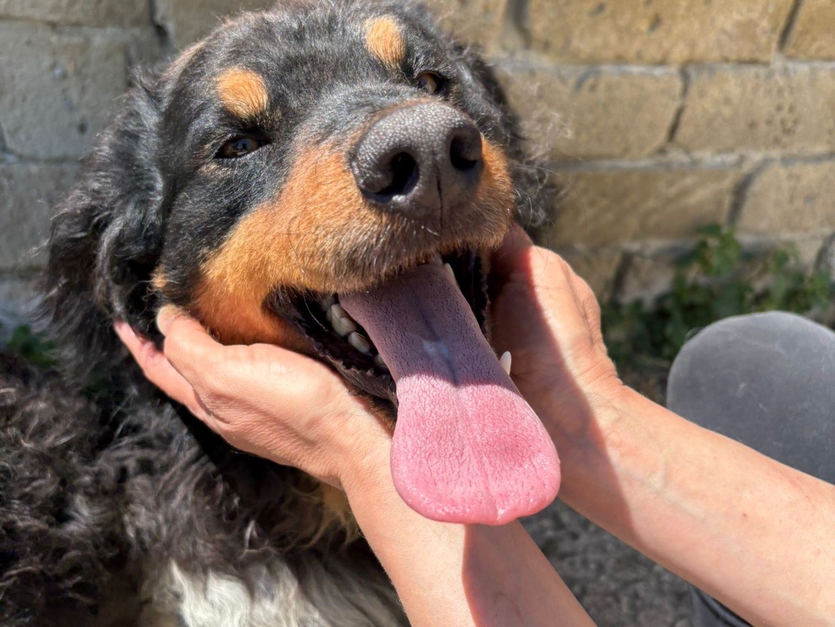 Adotta un cane, maschio, 2 anni e 4 mesi, Caserta