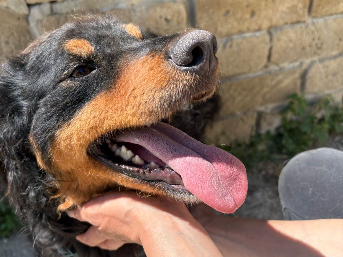 Vuoi adottare un cane a Caserta?