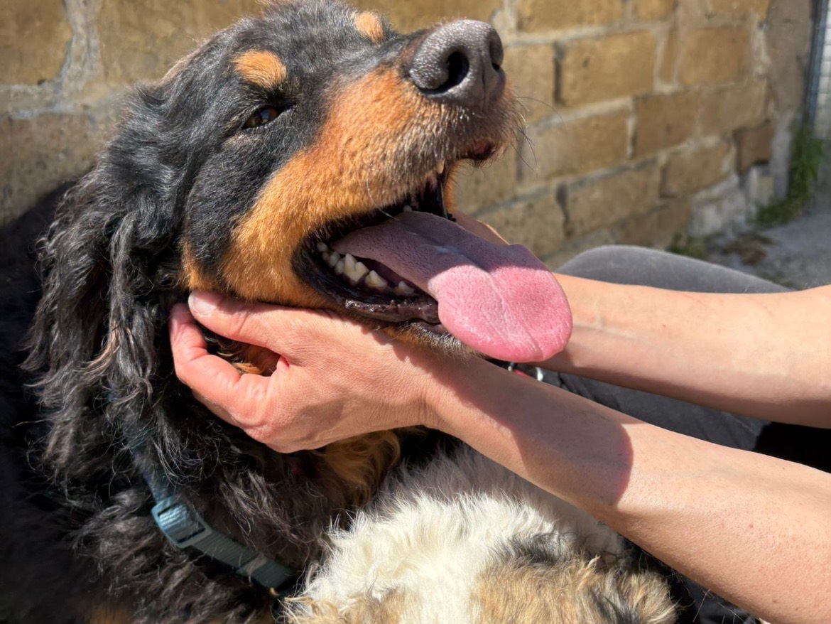 Adotta il cane TYSON SMALL a Caserta