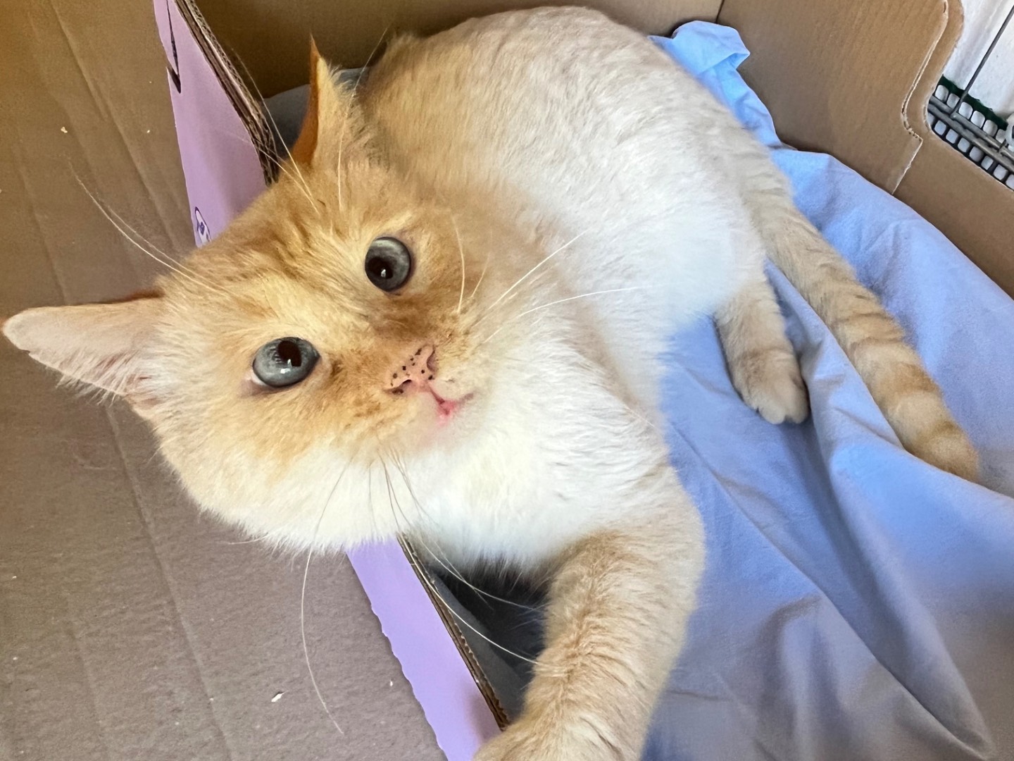 Adozione gatto, maschio, Razza sconosciuta Razza sconosciuta, 4 anni e 11 mesi, taglia non valida, Padova