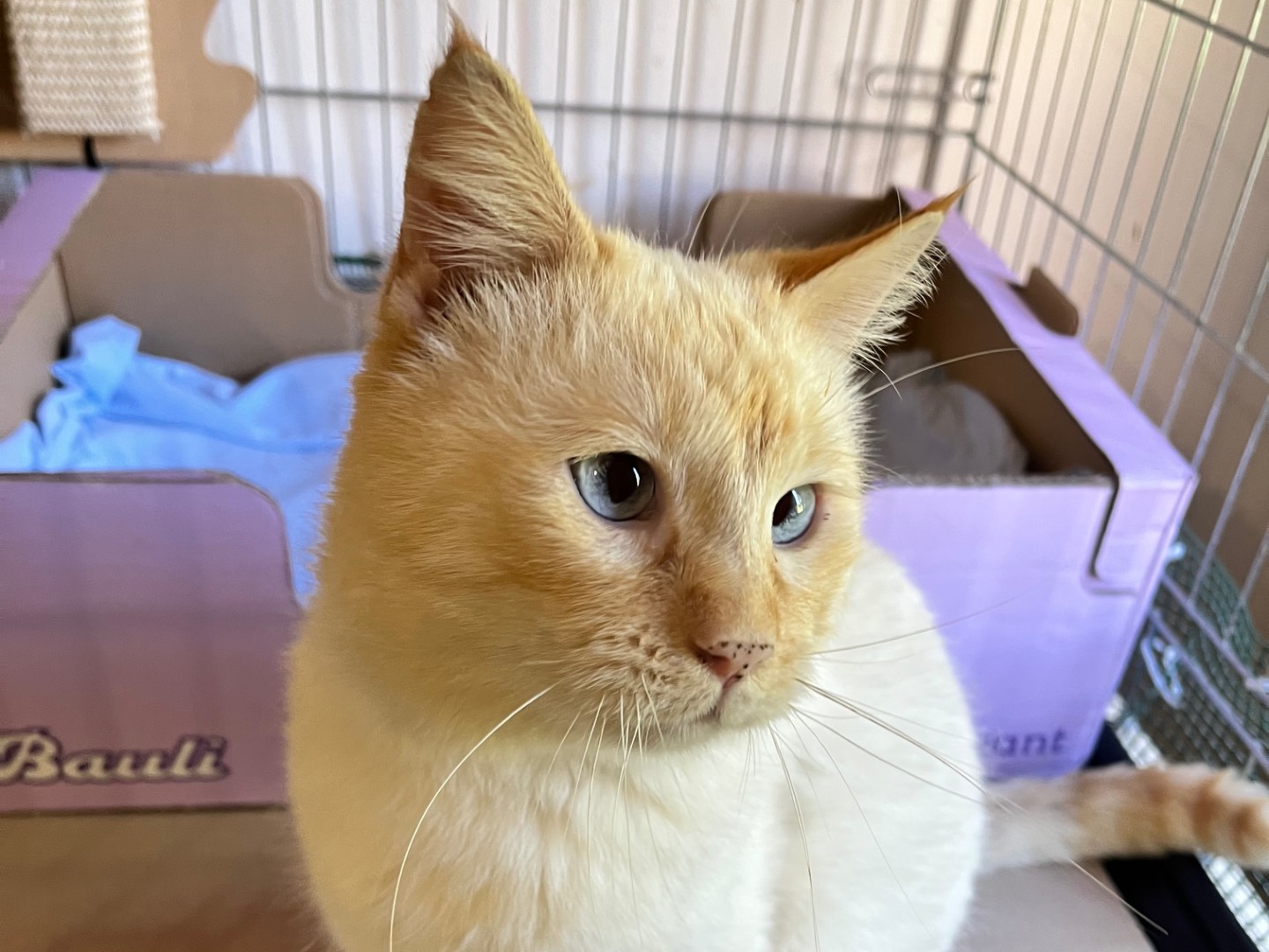 Adotta un gatto, maschio, 4 anni e 11 mesi, Padova