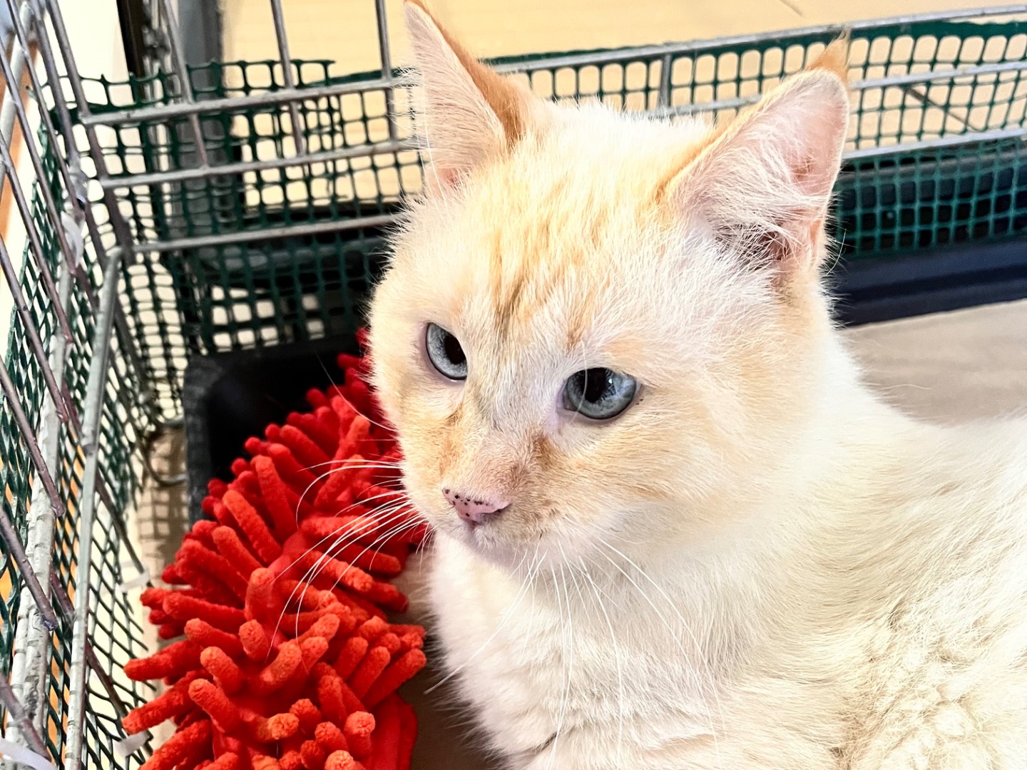 Adotta un gatto, taglia non valida, maschio, Padova