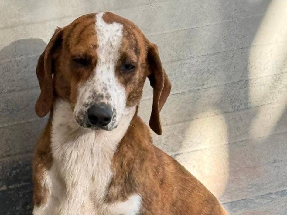 Adozione cane, femmina, Segugio Razza sconosciuta, 4 anni e 2 mesi, taglia media contenuta, Cosenza
