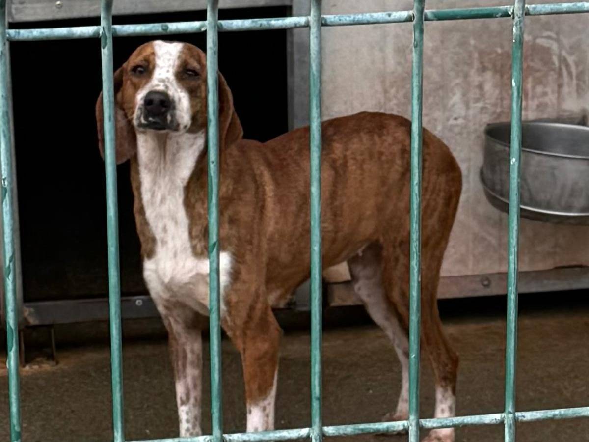 Adotta un cane, femmina, 4 anni e 2 mesi, Cosenza