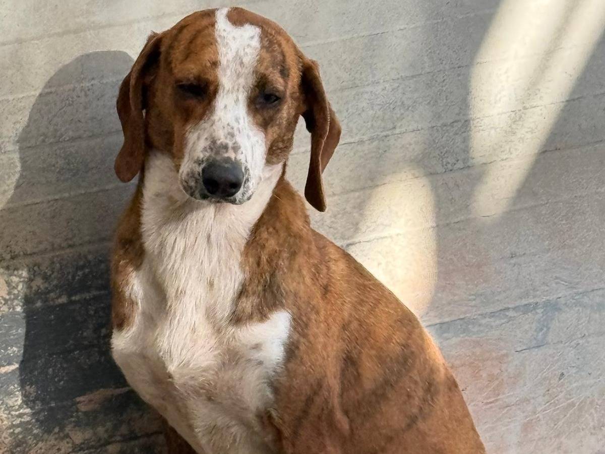 Adotta un cane, taglia media contenuta, femmina, Cosenza