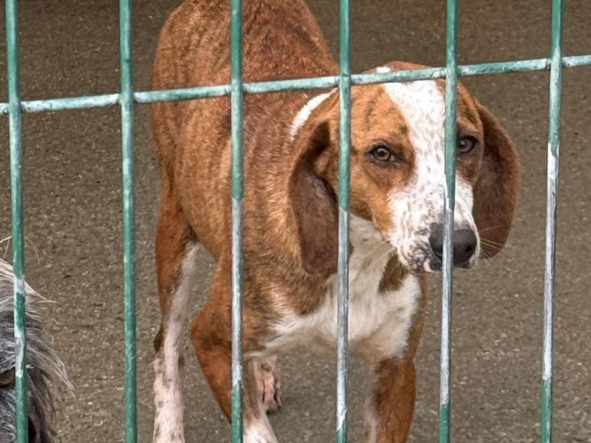 Vuoi adottare un cane a Cosenza?