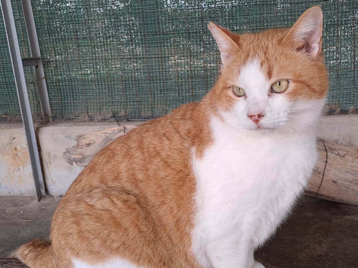 Adotta un gatto, taglia non valida, femmina, Barletta