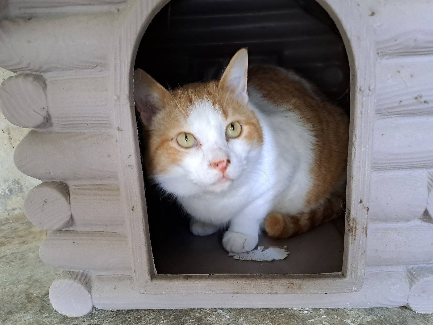 Vuoi adottare un gatto a Barletta?