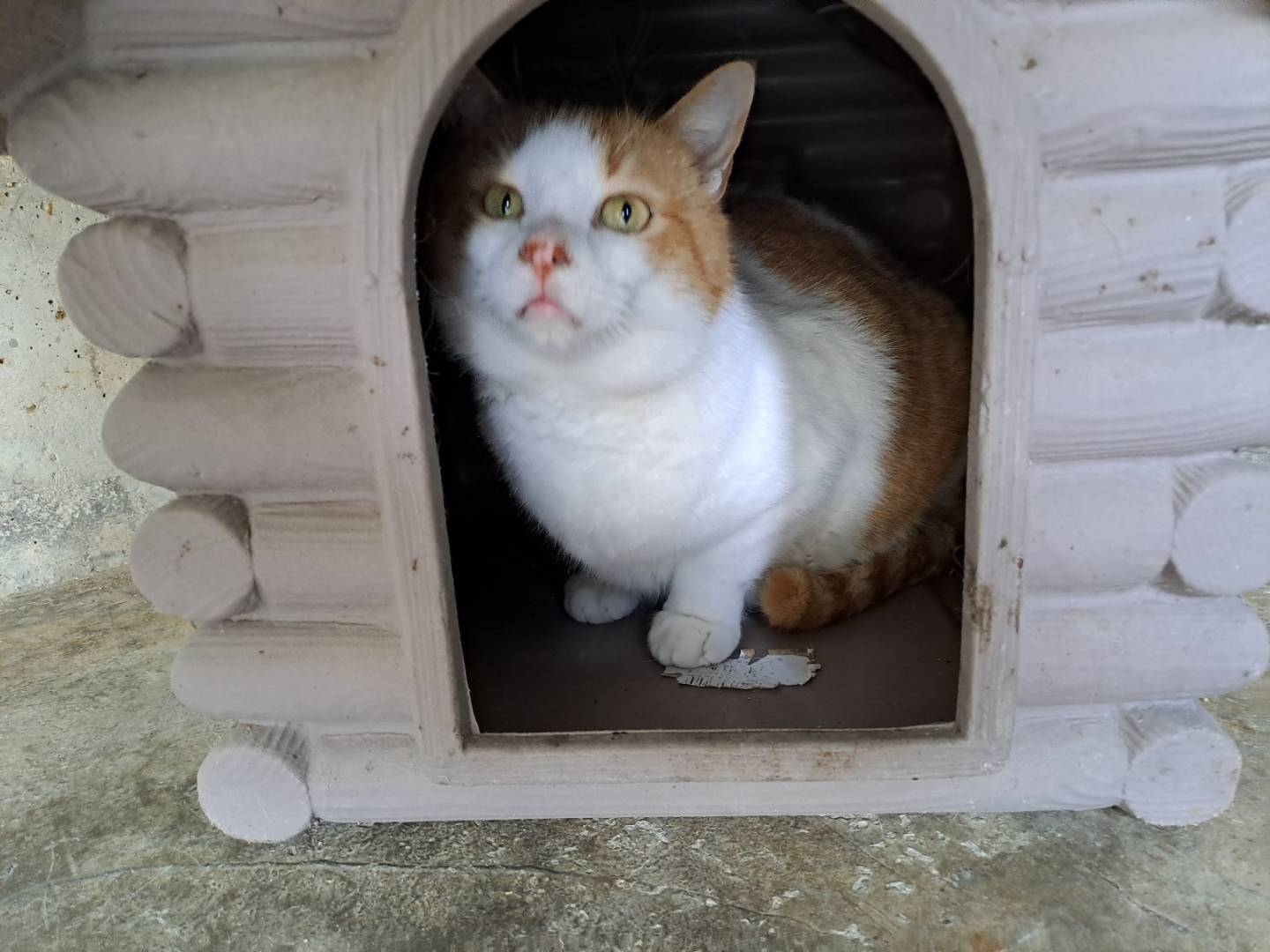 Adotta il gatto Kiwi a Barletta