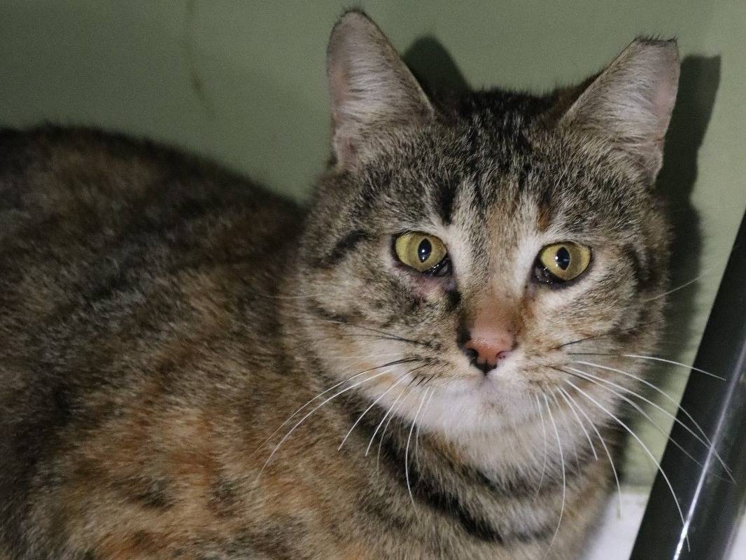 Adotta un gatto, femmina, 3 anni e 2 mesi, Barletta