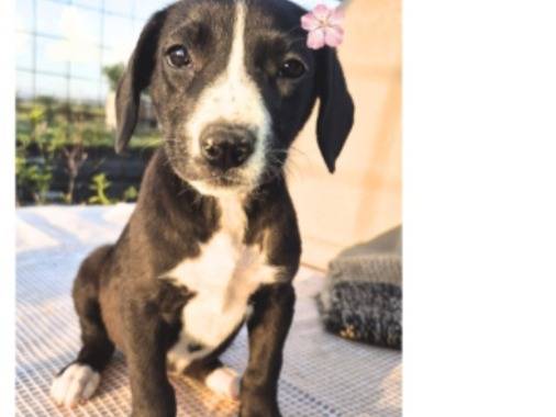 Adotta un cane, femmina, 1 mesi, Catania