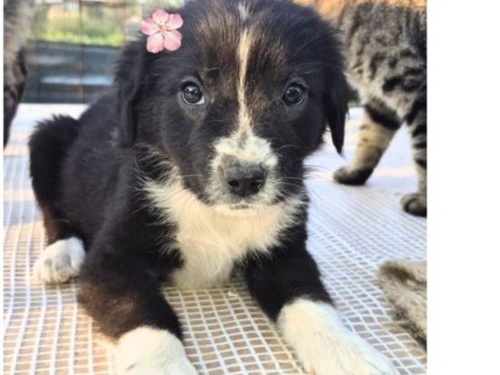 Adotta un cane, taglia media, femmina, Catania