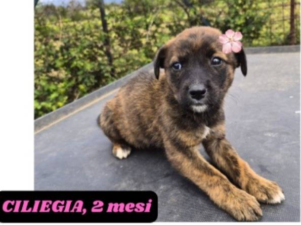 Vuoi adottare un cane a Catania?